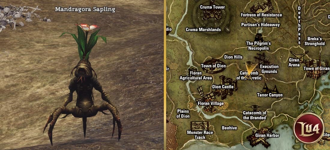 Mandragora Sapling lu4