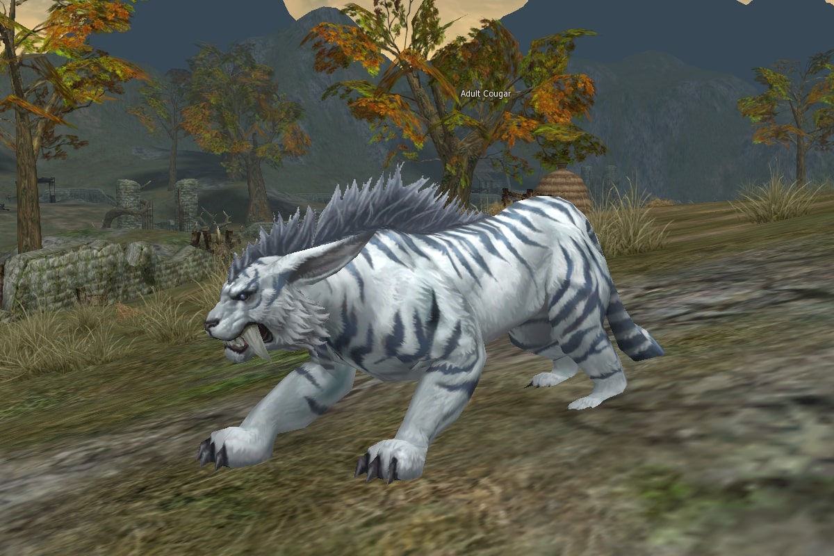 Adult Cougar eternal