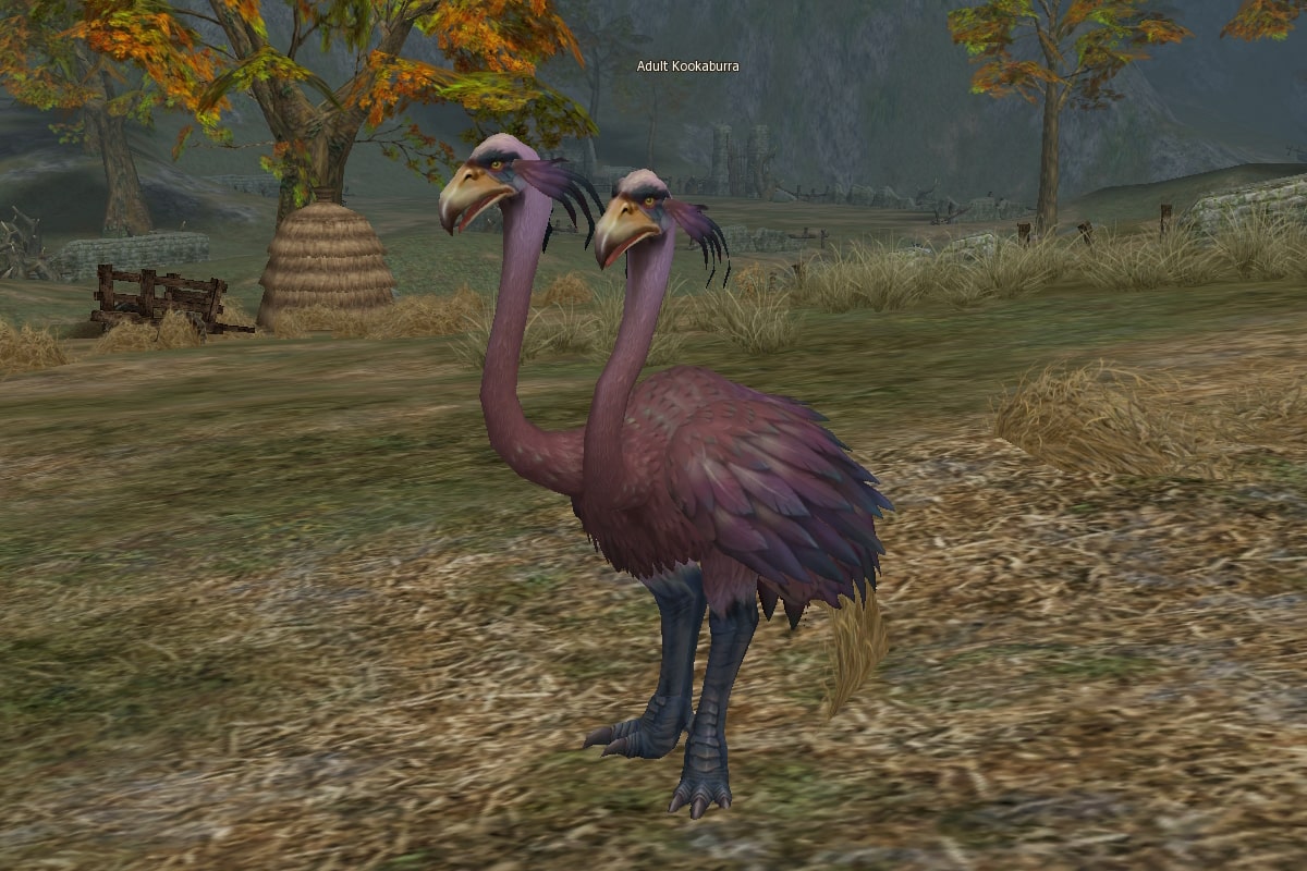 Adult Kookaburra eternal