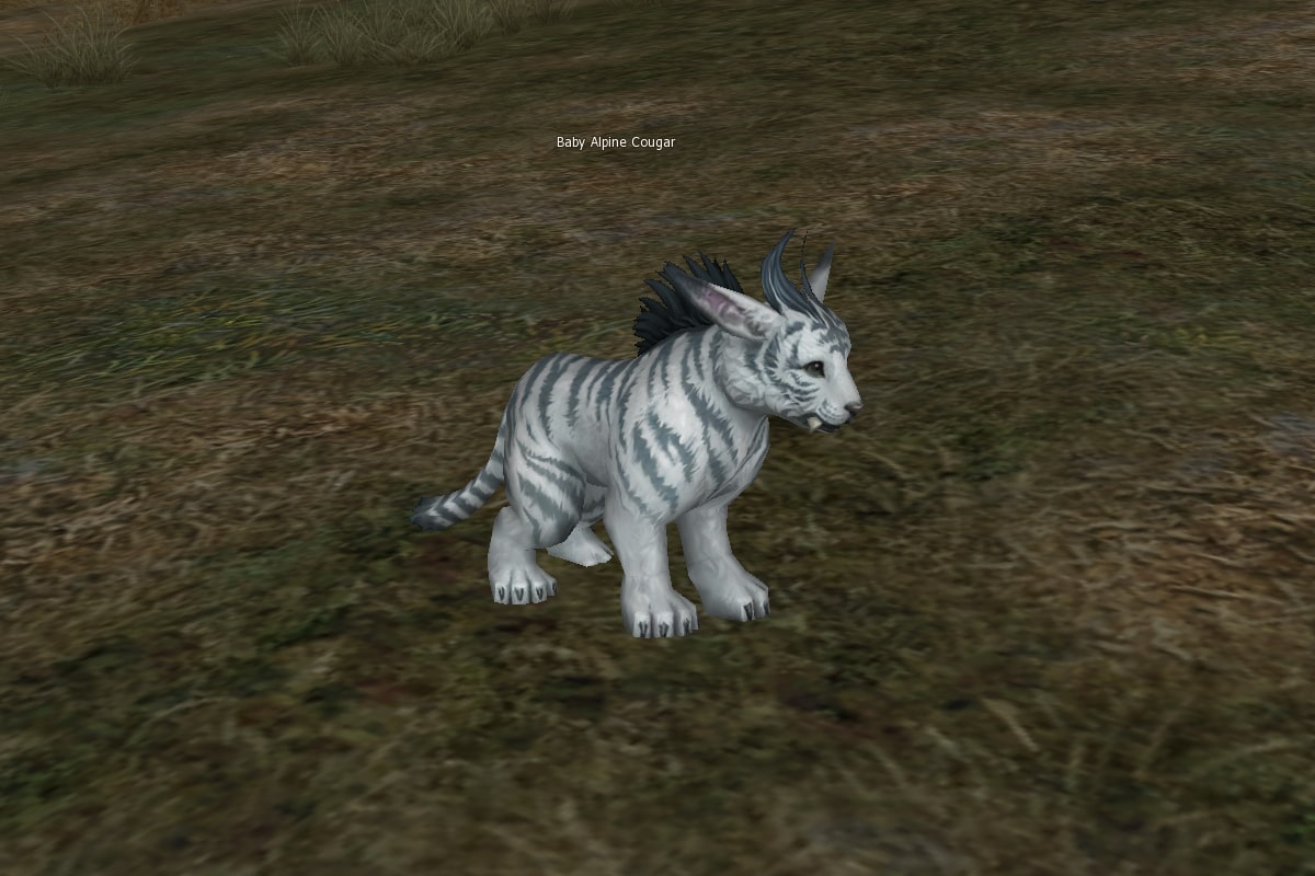 Baby Alpine Cougar eternal