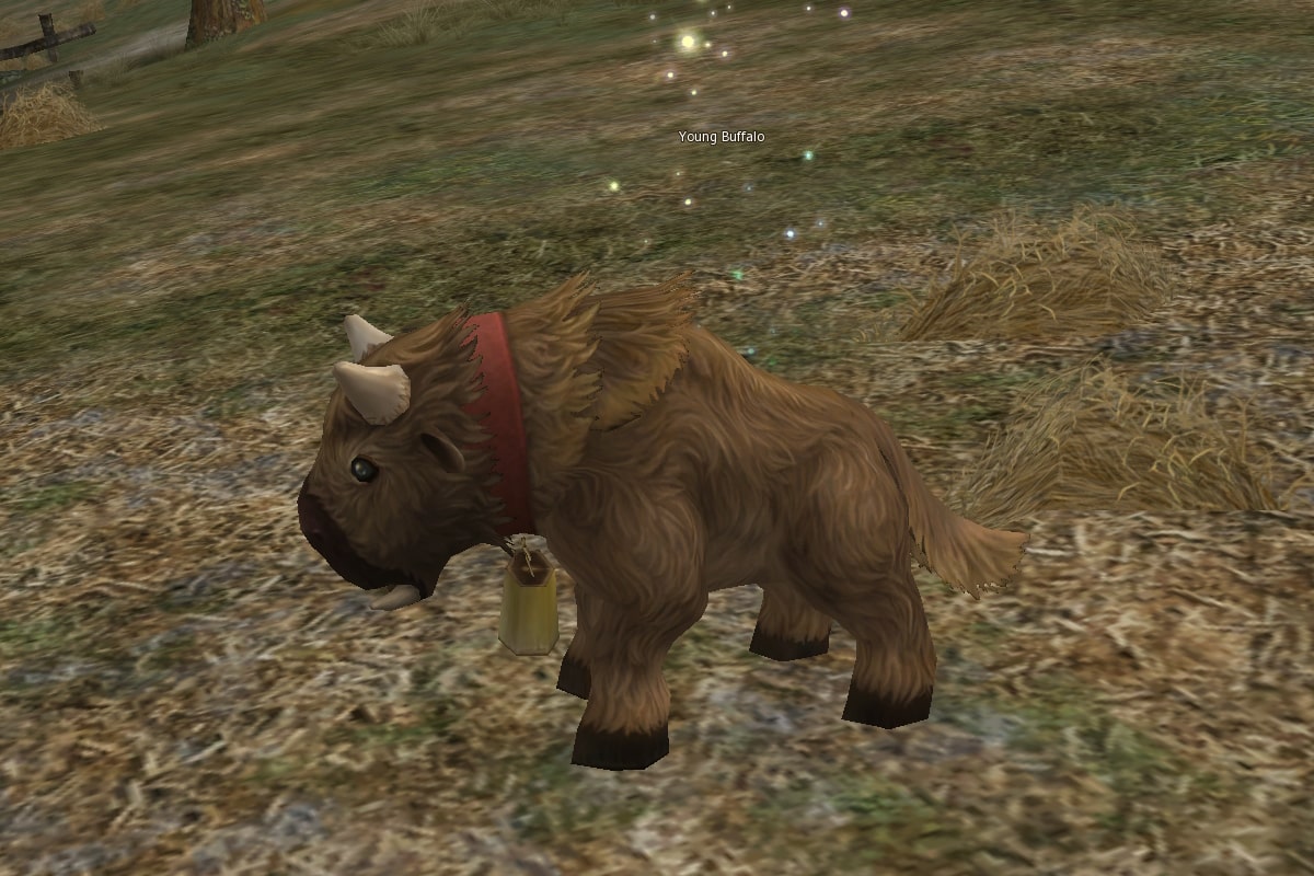 Young Buffalo eternal